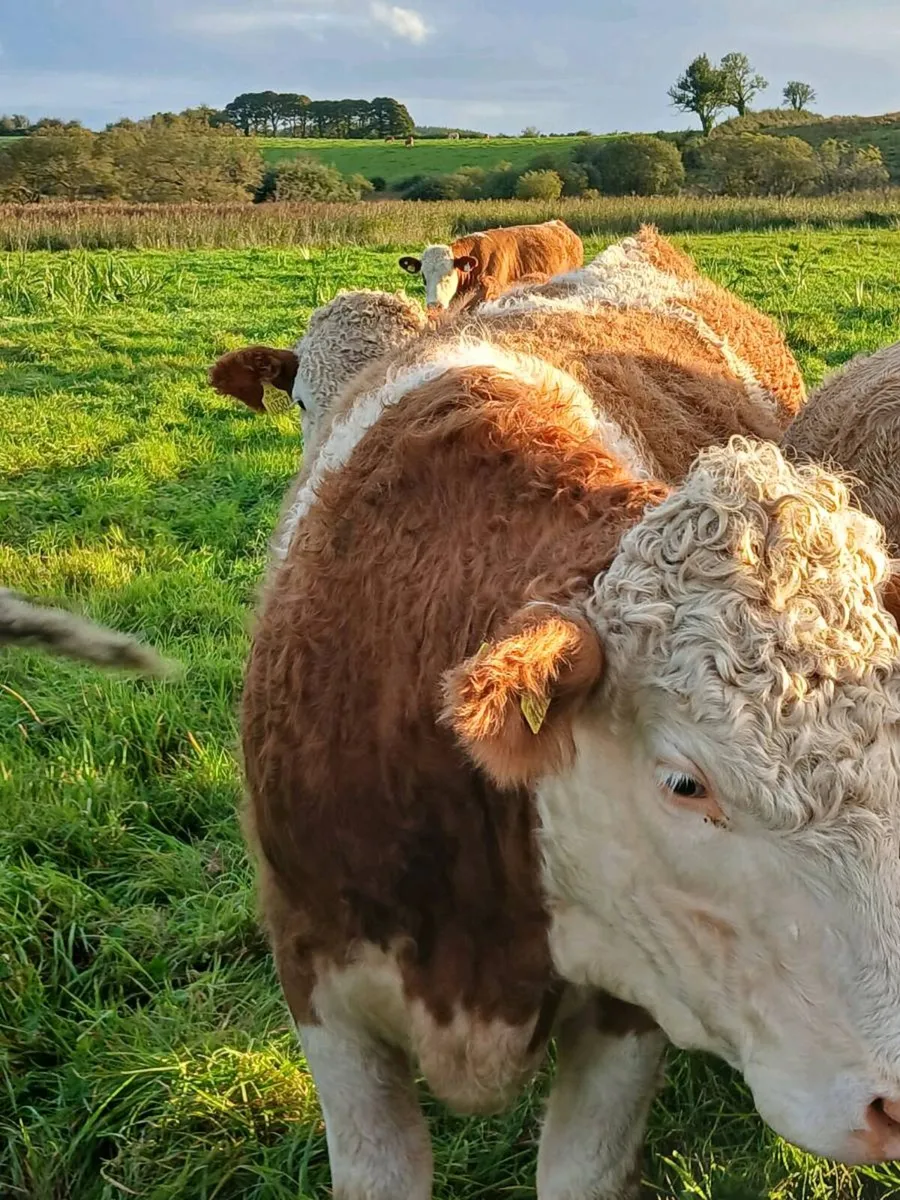 20 simmental maiden heifers - Image 3