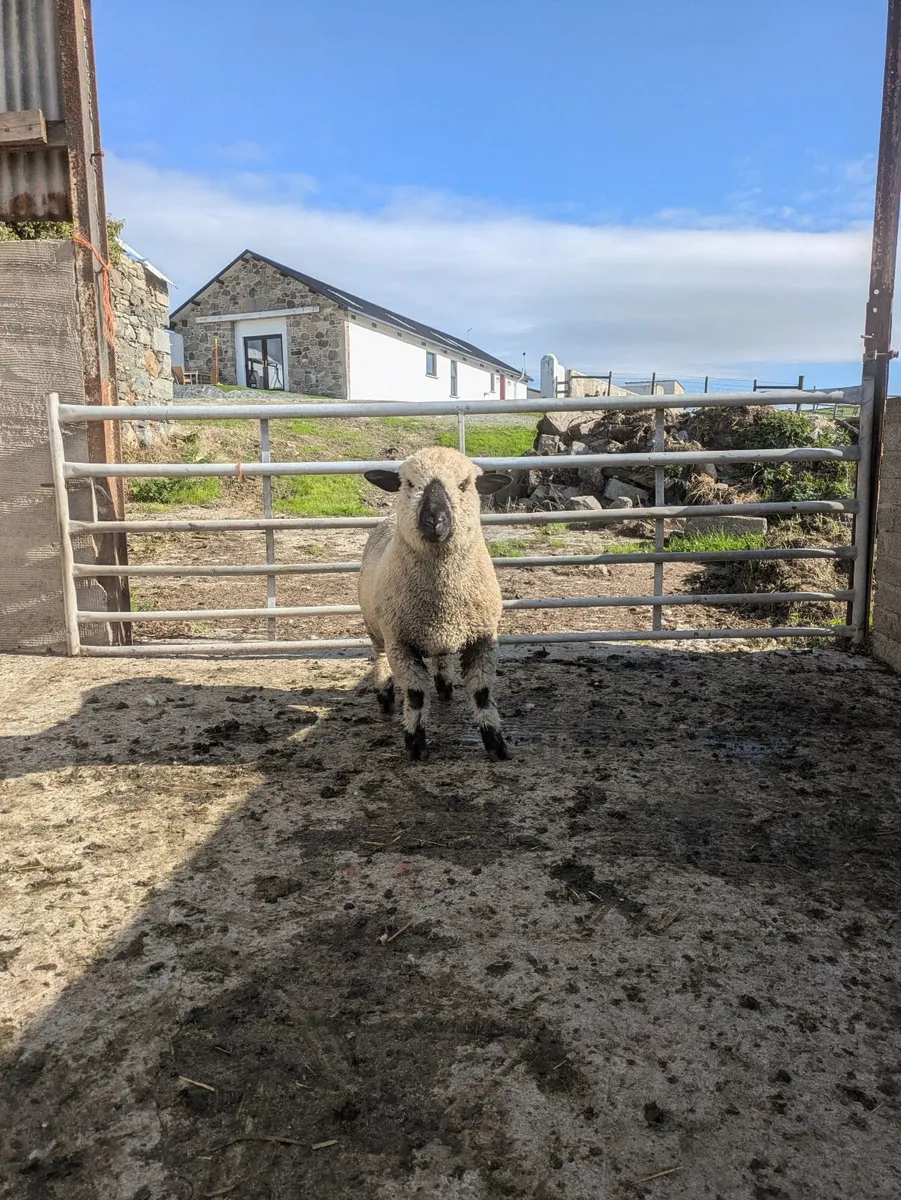 Ram lamb - Image 1