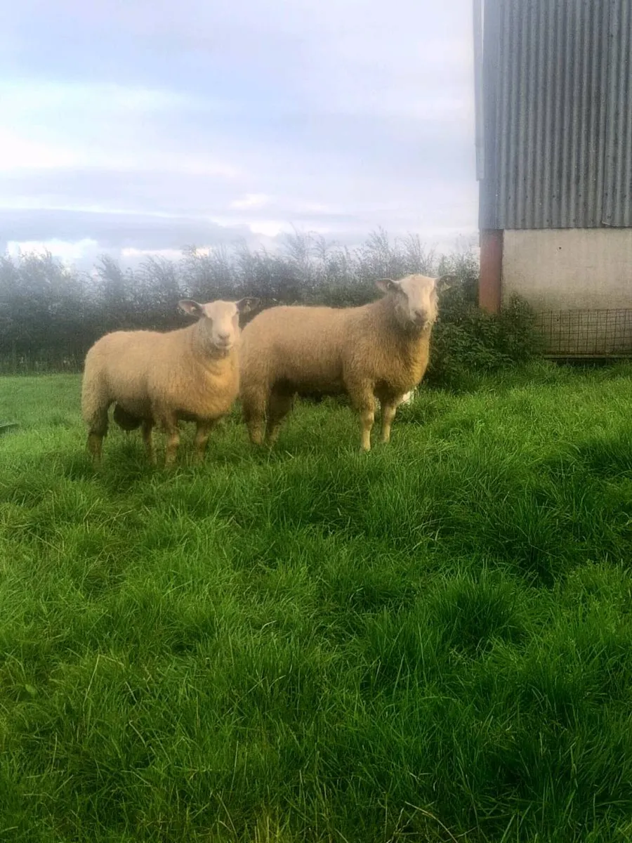Pbr charollais ram lambs - Image 1