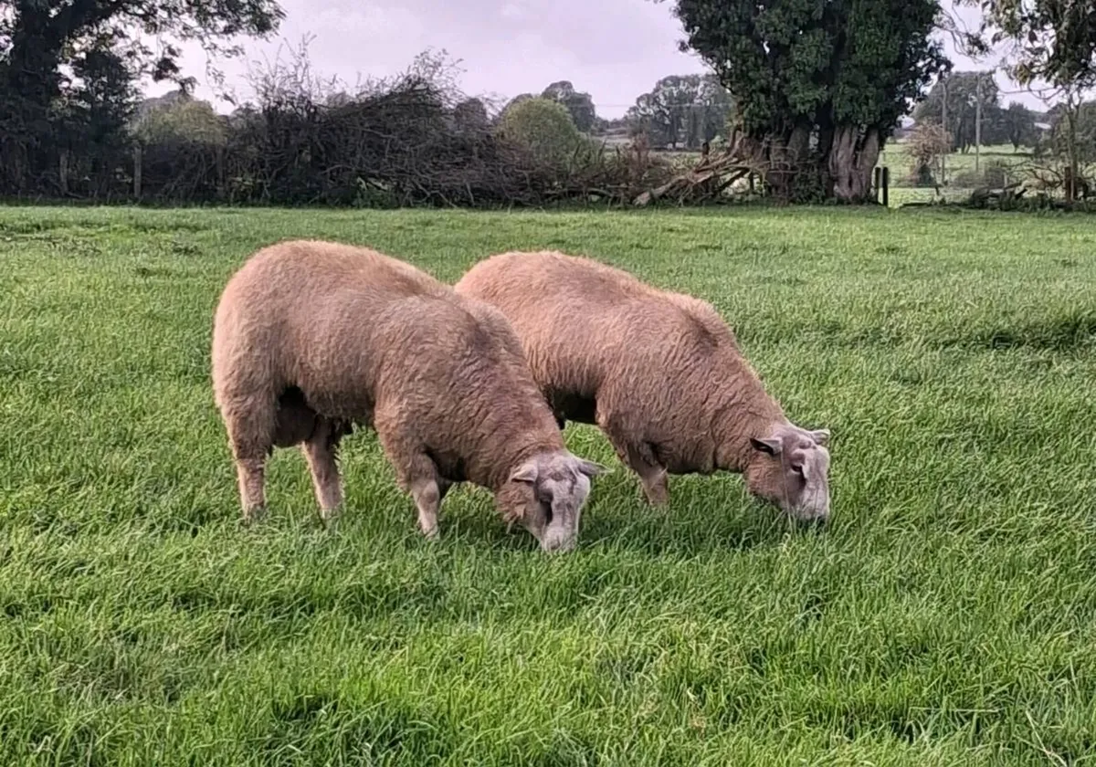 Pbr charollais ram lambs - Image 2