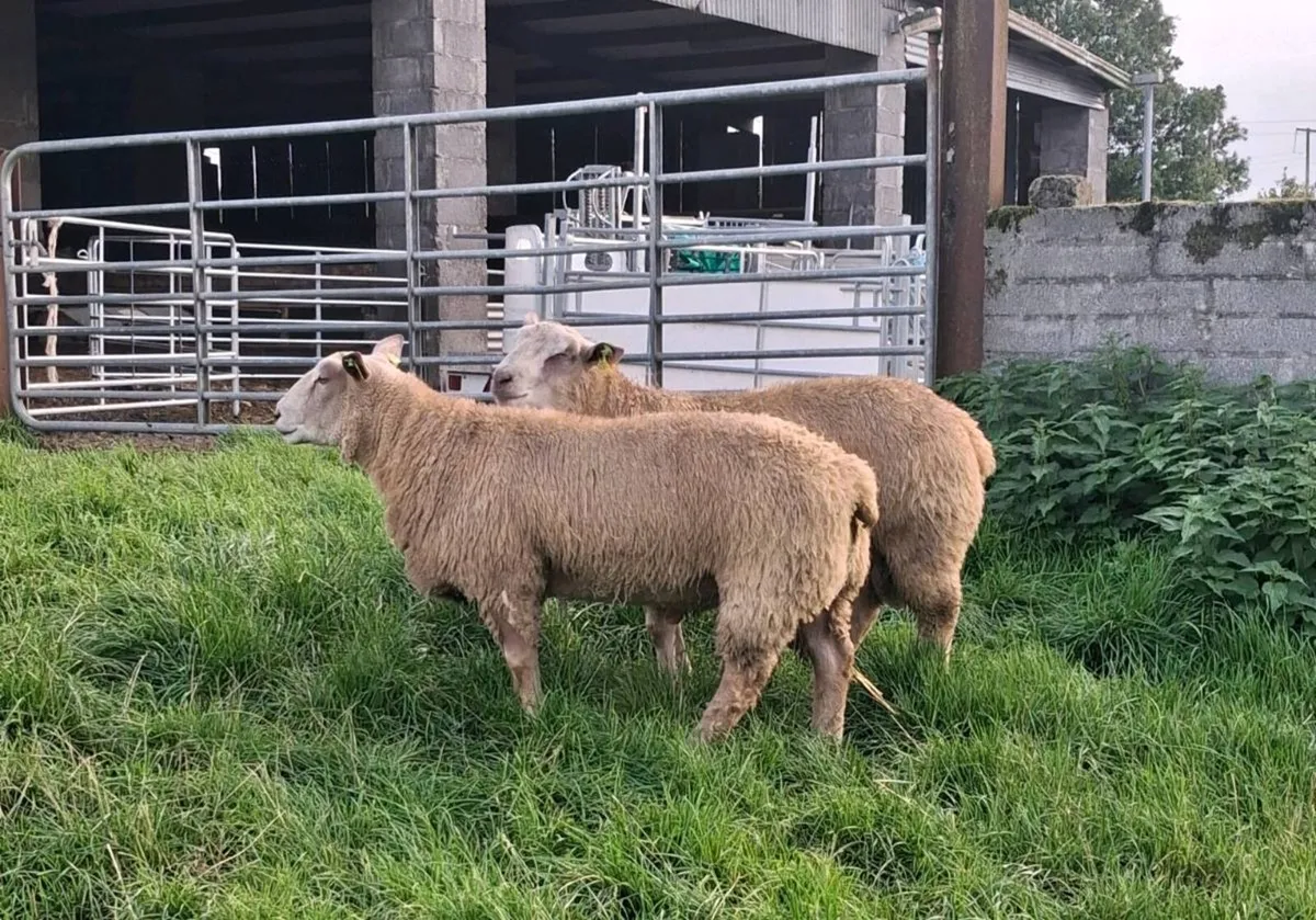 Pbr charollais ram lambs - Image 3