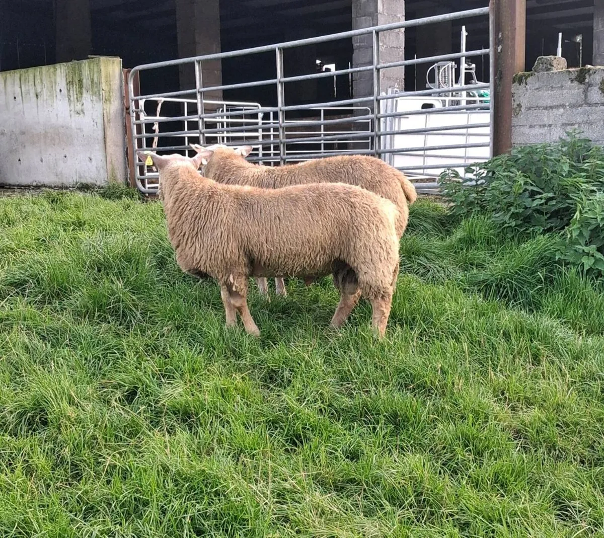 Pbr charollais ram lambs - Image 4
