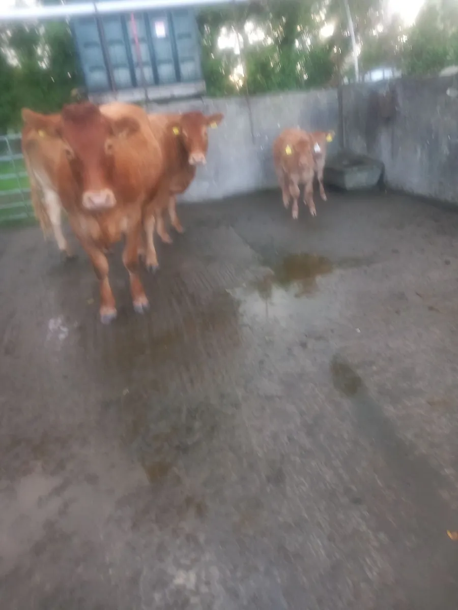 Cows with calves at foot - Image 2