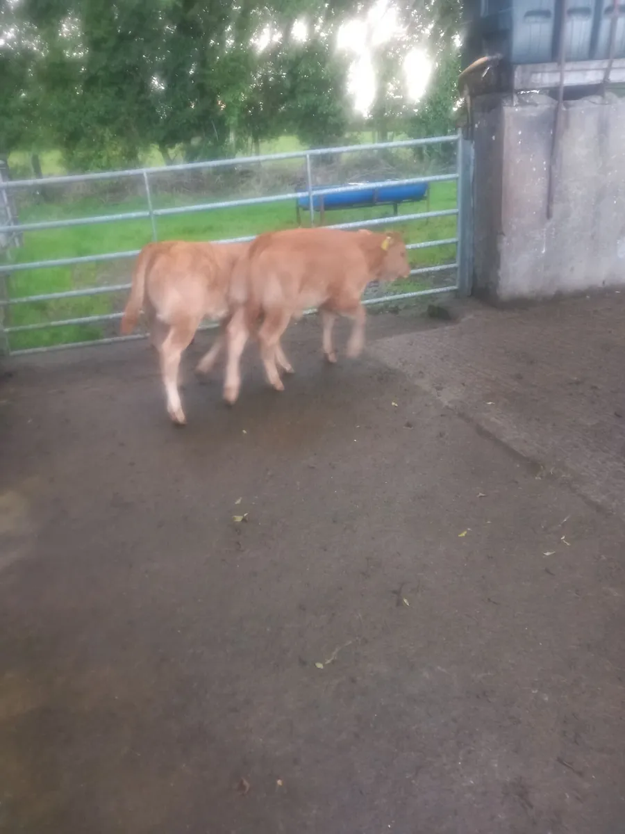 Cows with calves at foot - Image 3