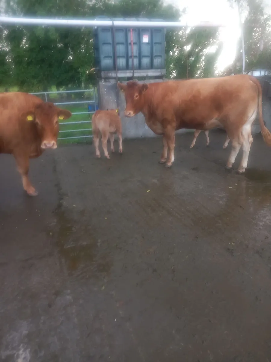 Cows with calves at foot - Image 4