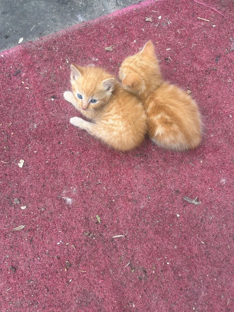 Cat - Image 1