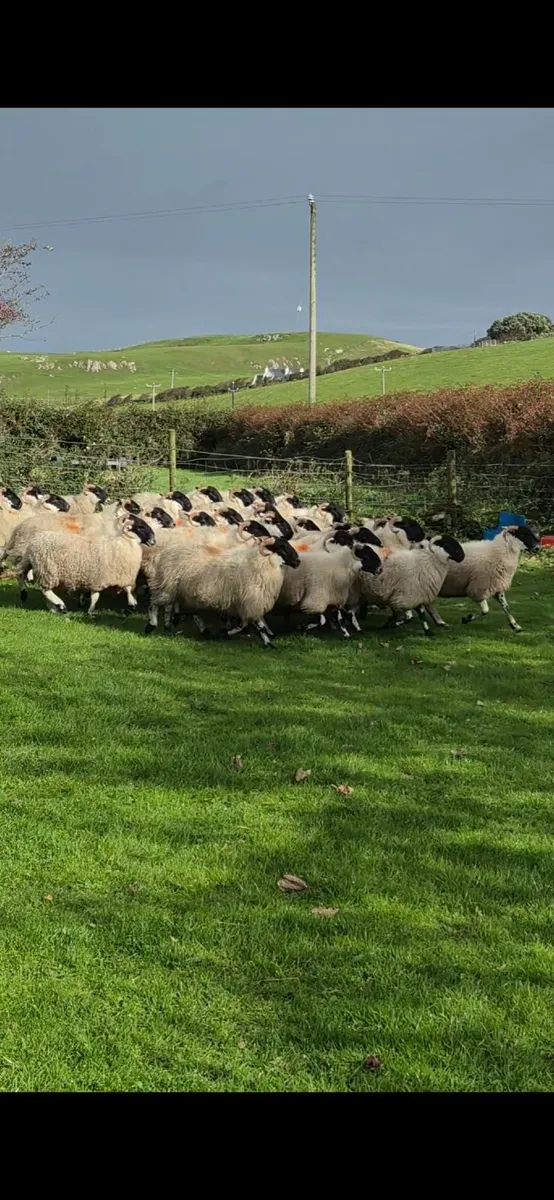 Scotch Hoggets - Image 2