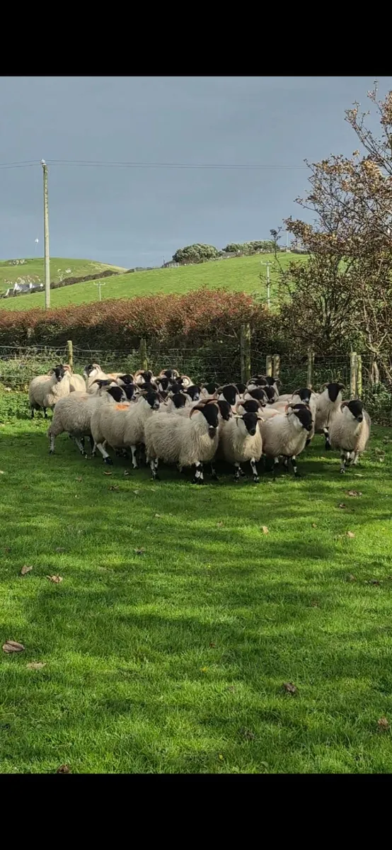 Scotch Hoggets - Image 3
