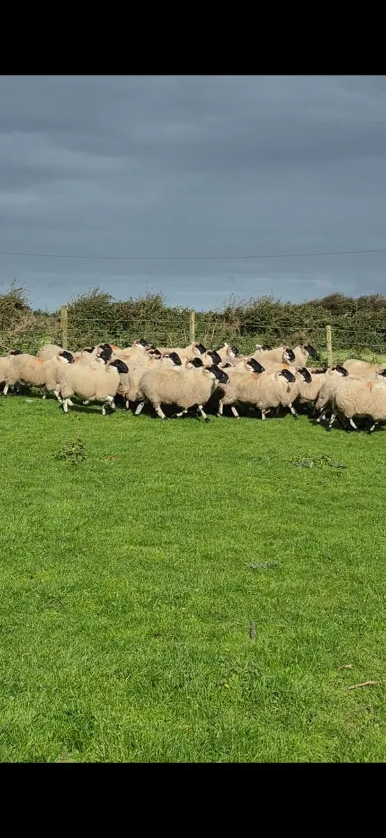 Scotch Hoggets - Image 1