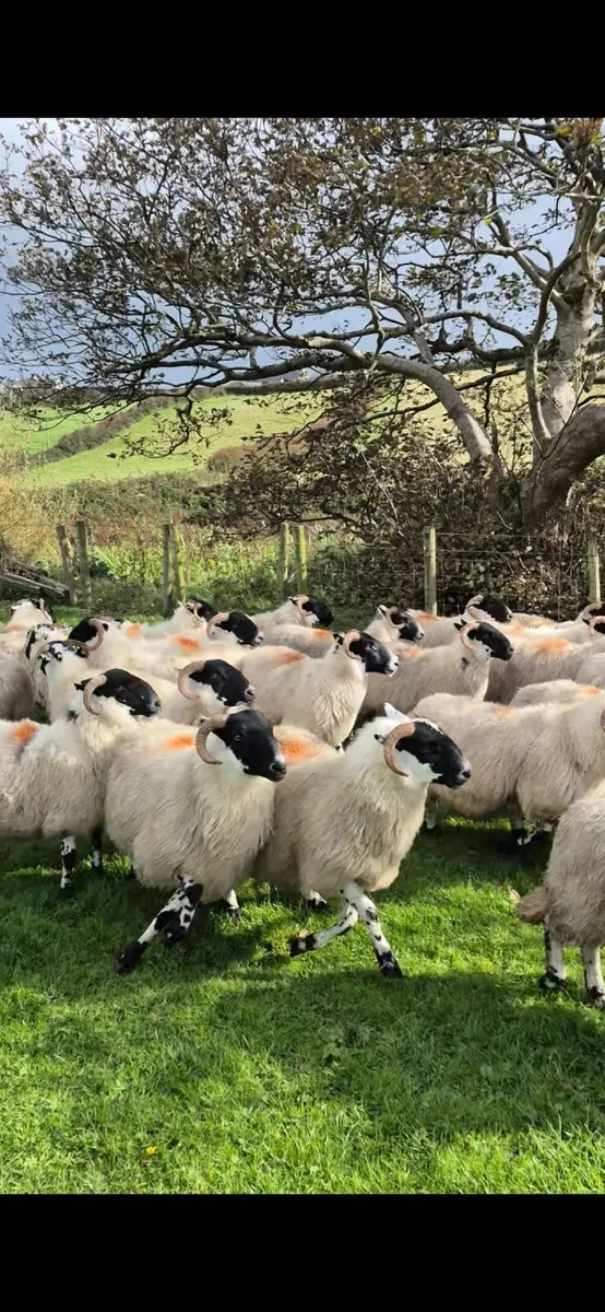 Scotch Hoggets - Image 4