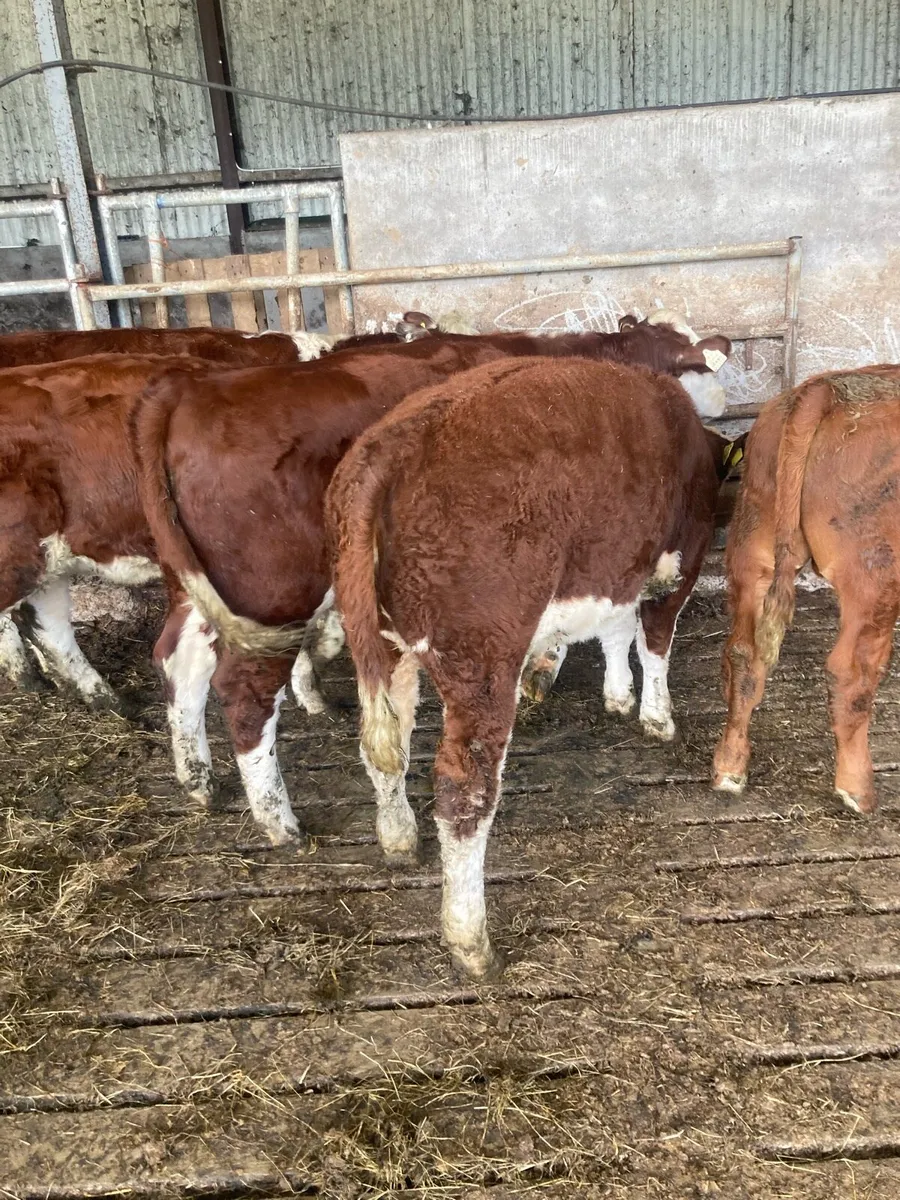 Weanlings - Image 1
