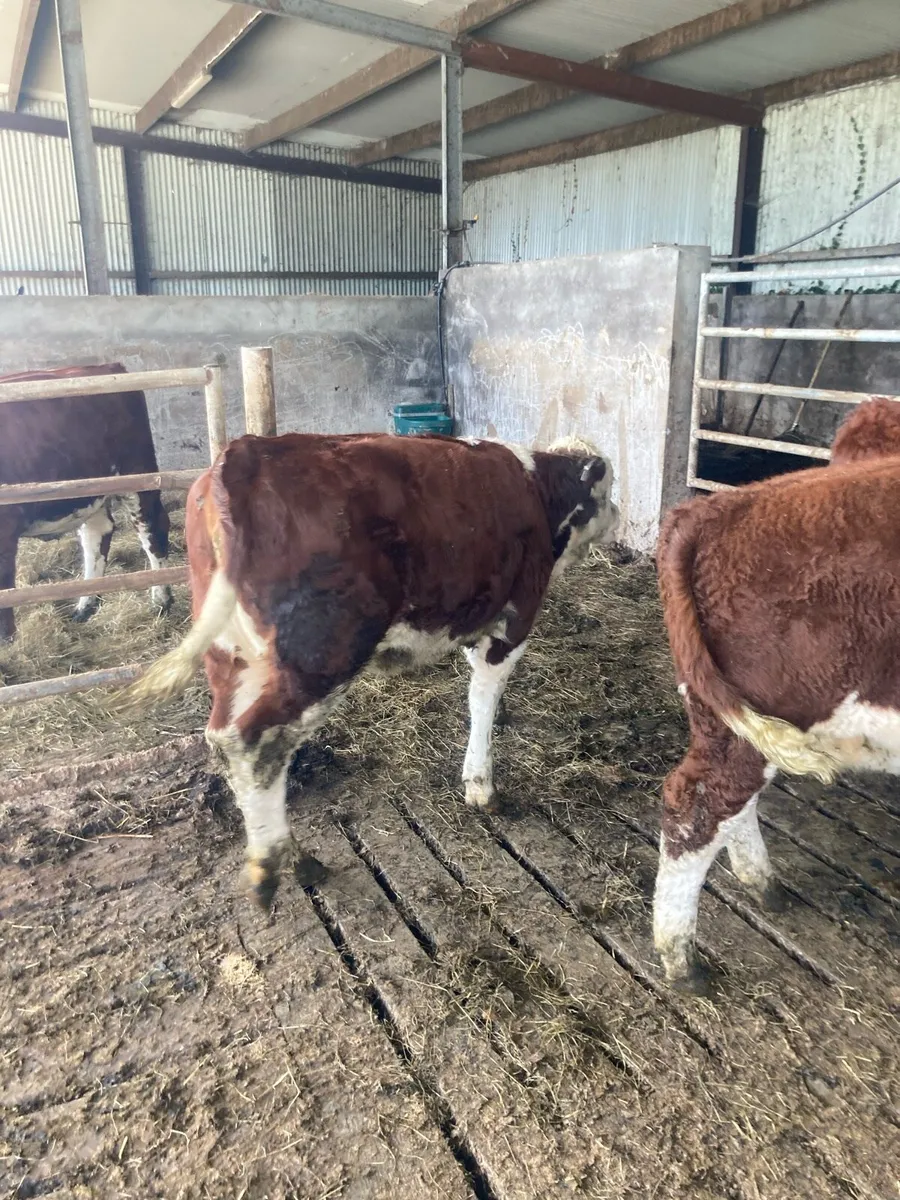 Weanlings - Image 2
