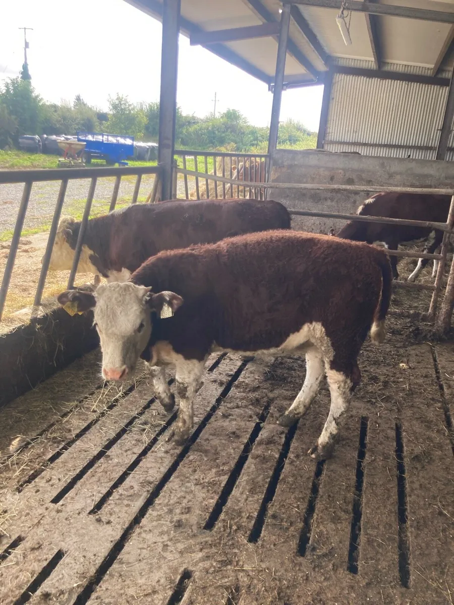 Weanlings - Image 4