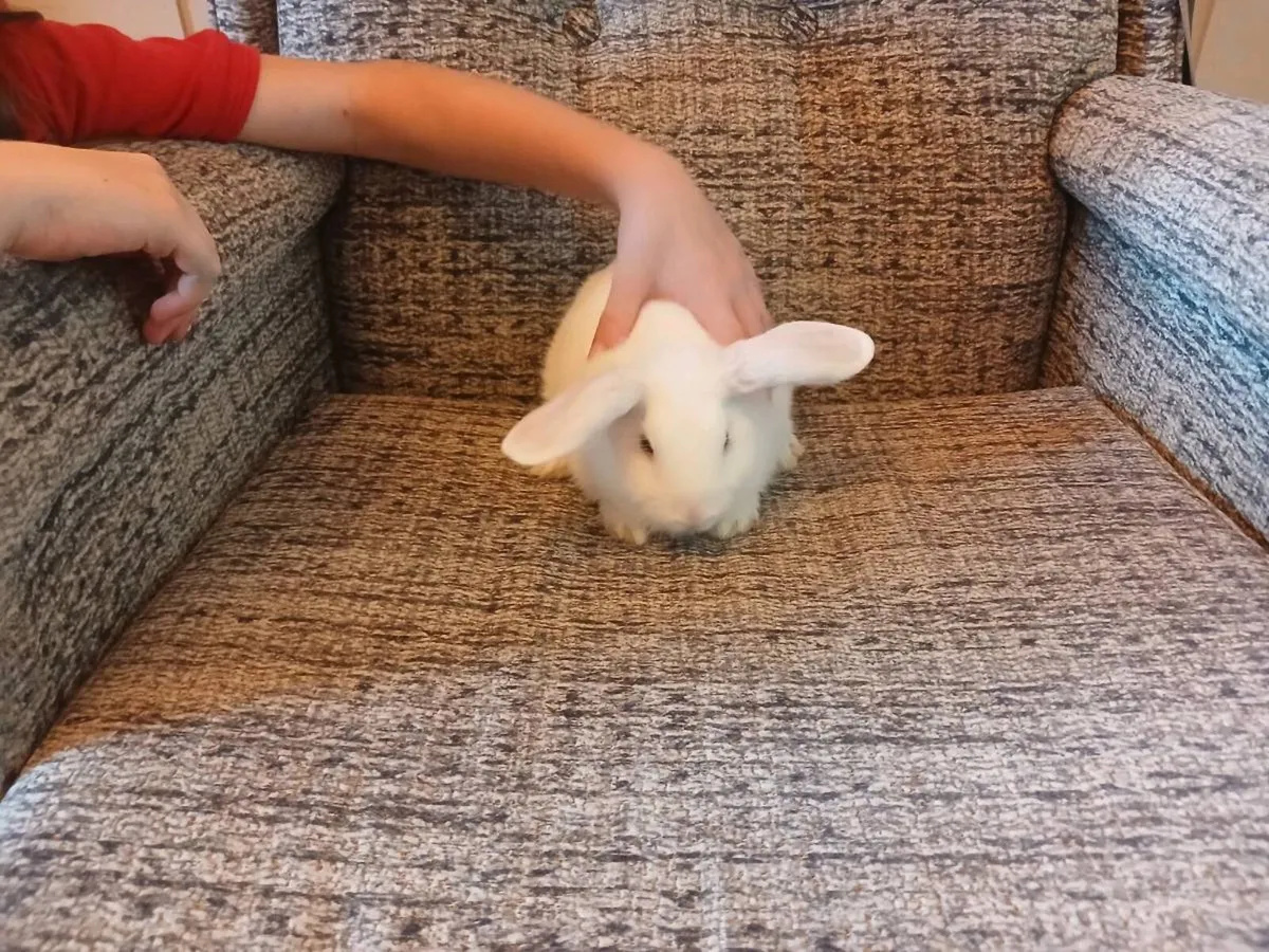 Baby Rabbits for Sale - Image 3