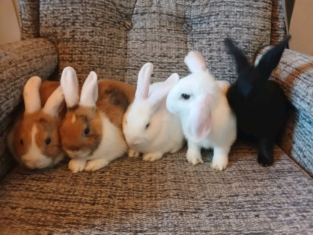 Baby Rabbits for Sale - Image 2