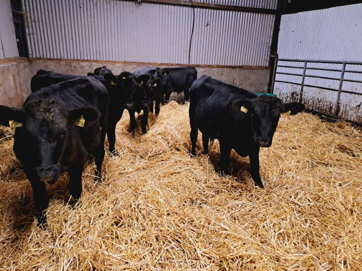 6 ANGUS BULL WEANLINGS 230KGS - Image 2