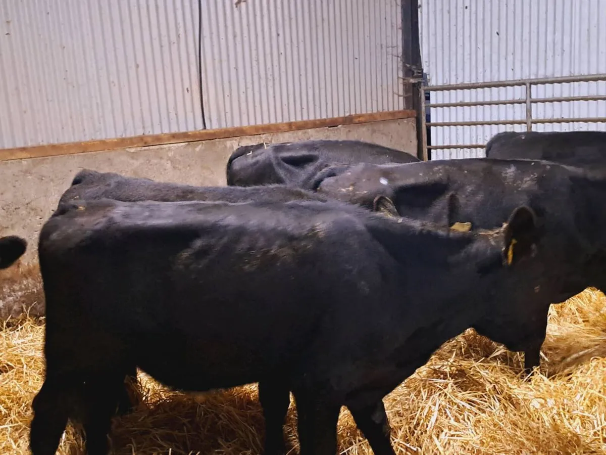 6 ANGUS BULL WEANLINGS 230KGS - Image 3