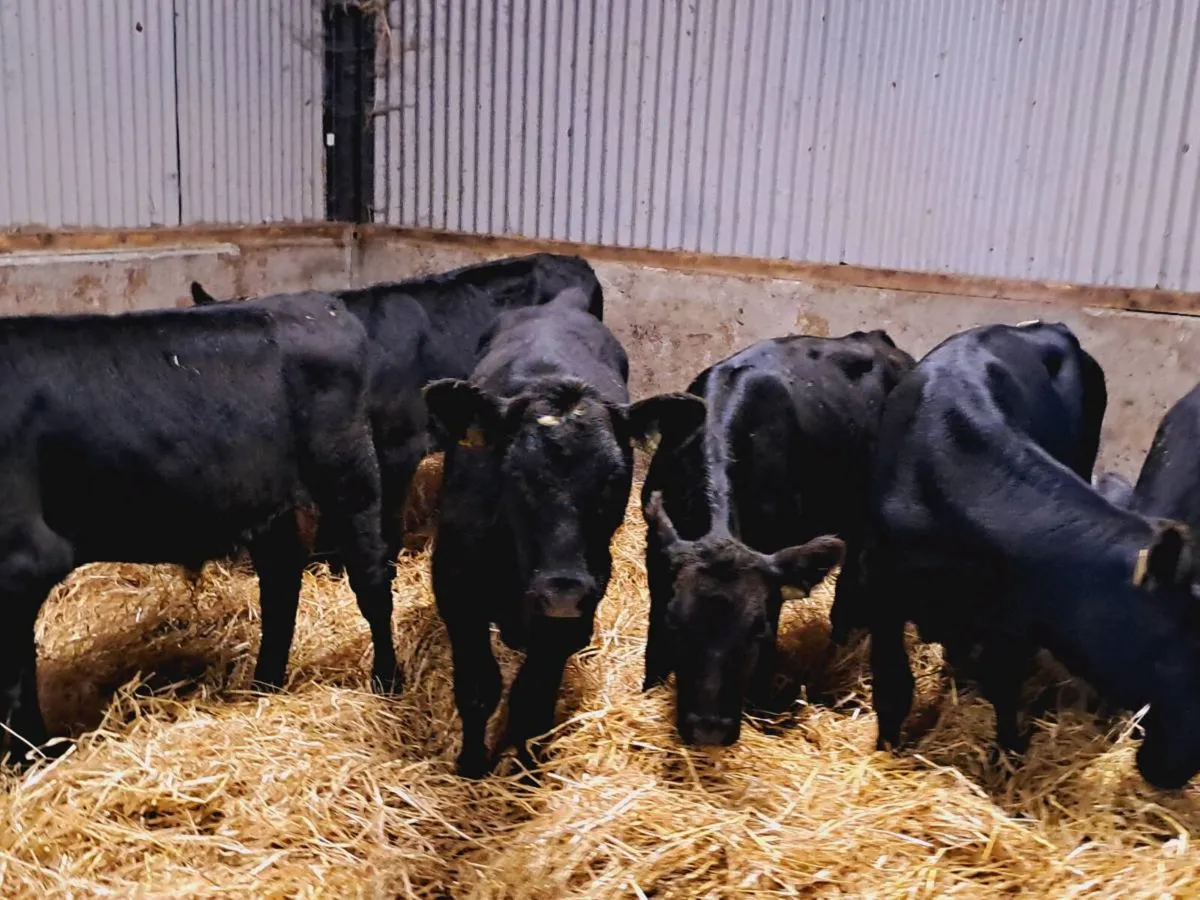 6 ANGUS BULL WEANLINGS 230KGS - Image 4