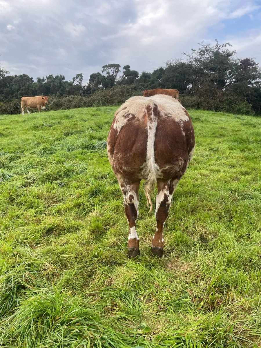 PPS bred bull weanling - Image 4