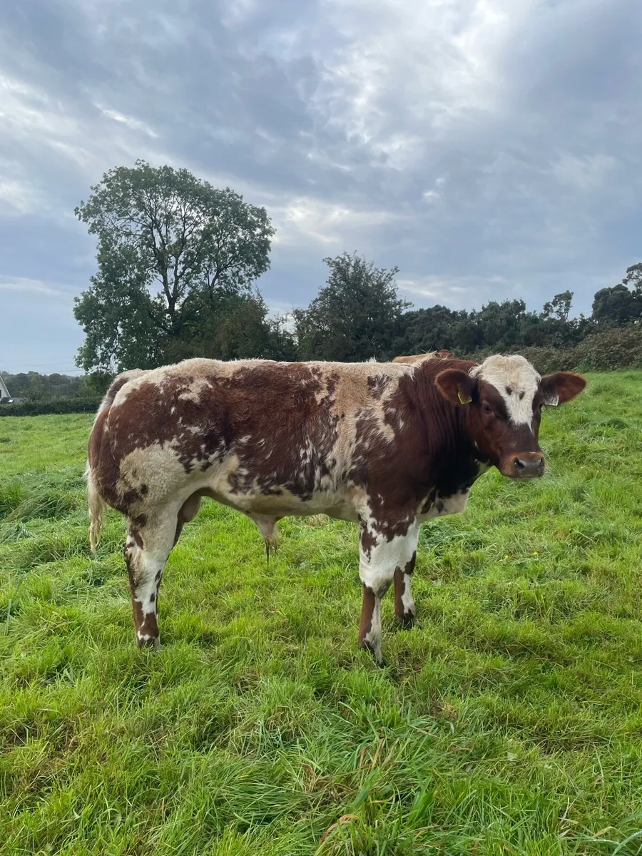 PPS bred bull weanling - Image 1