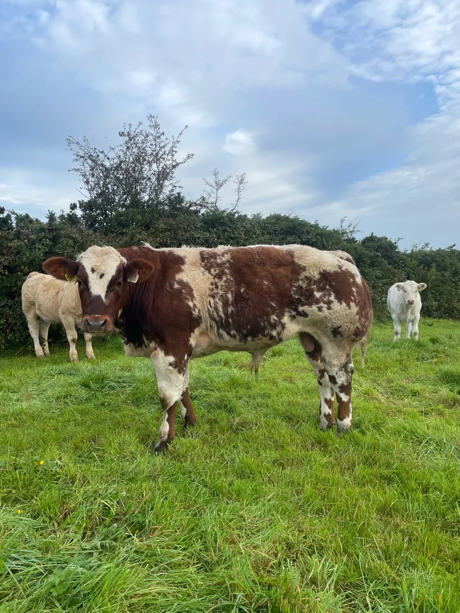 PPS bred bull weanling - Image 2
