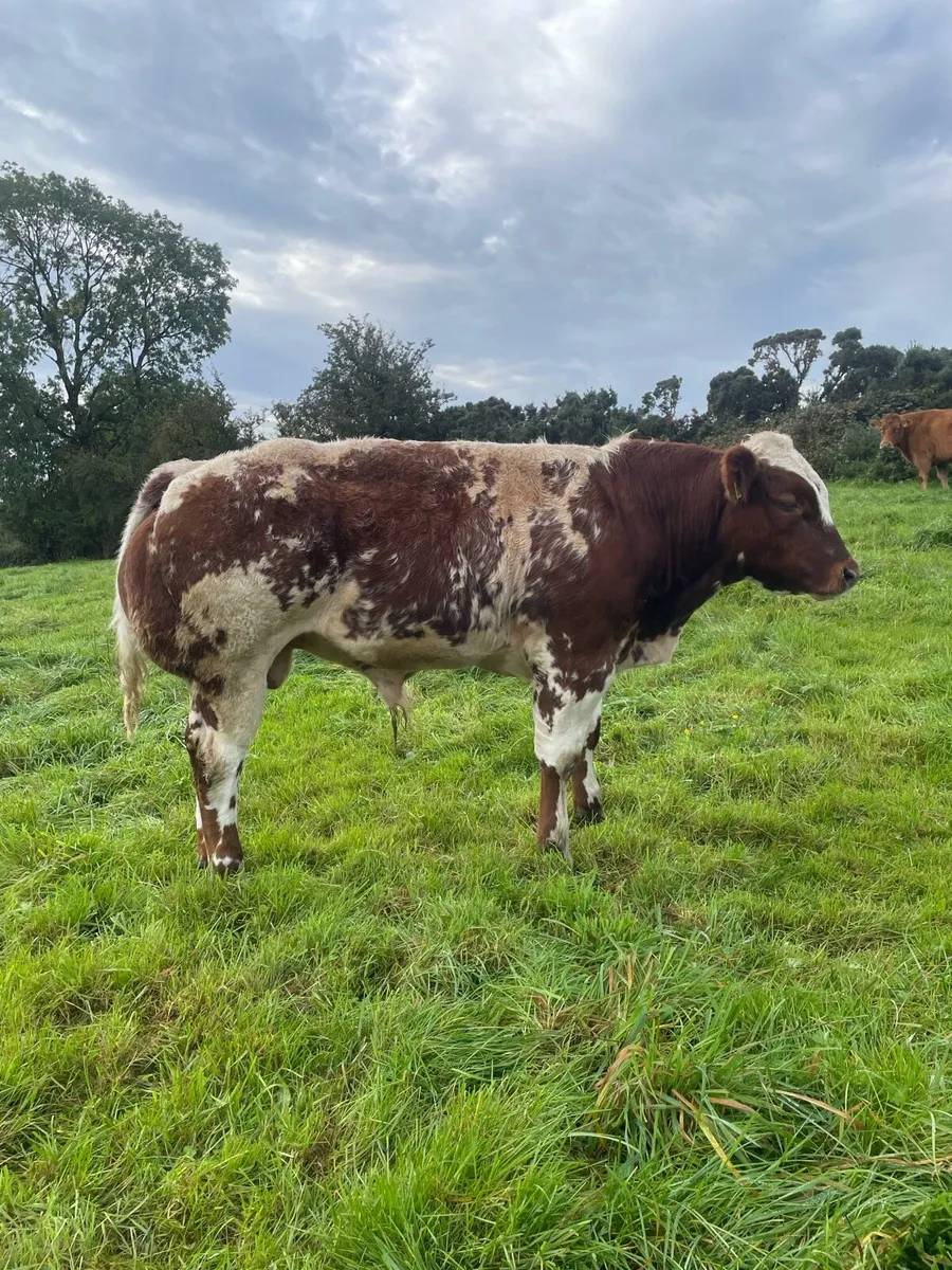 PPS bred bull weanling - Image 3
