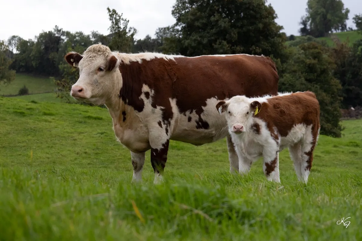 Pedigree Hereford Cow and Calf - Image 1