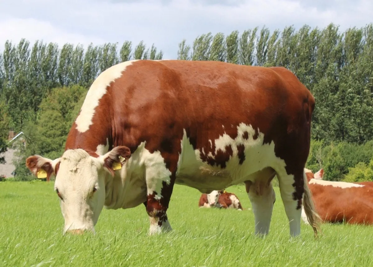Pedigree Hereford Cow and Calf - Image 3