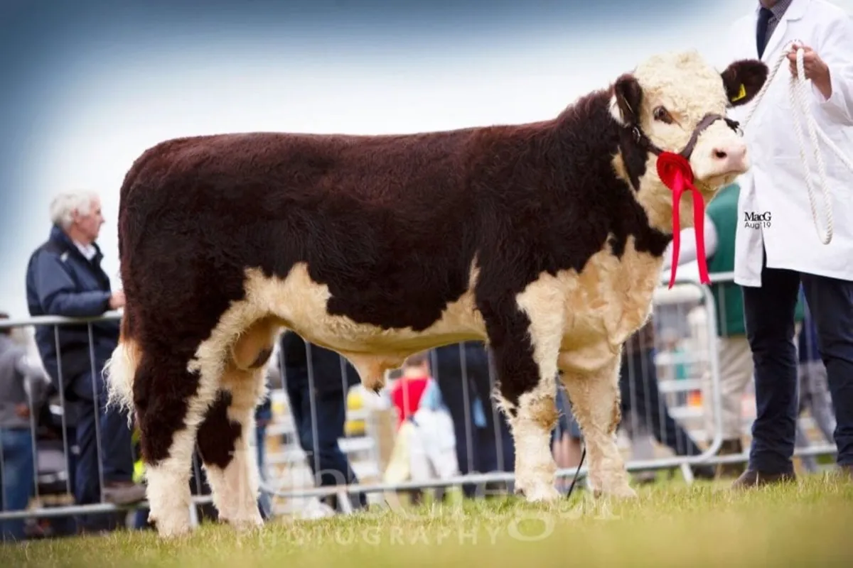 Pedigree Hereford Cow and Calf - Image 4