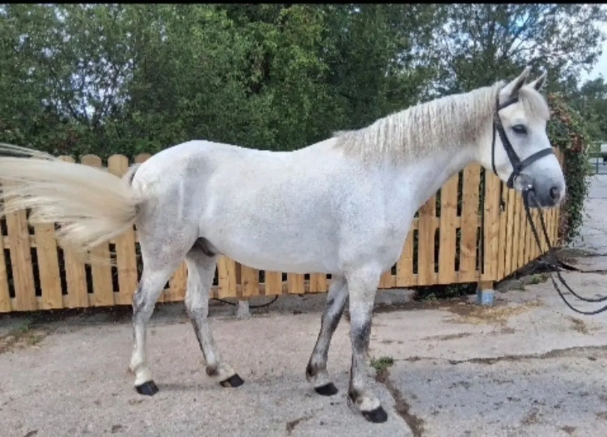 Connemara Pony - Image 1