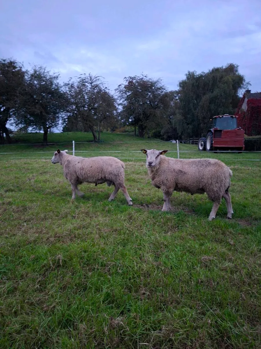 Charollais Ram Lambs for Sale - Image 1