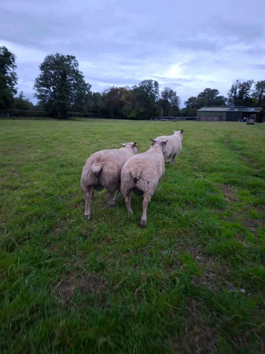 Charollais Ram Lambs for Sale - Image 3