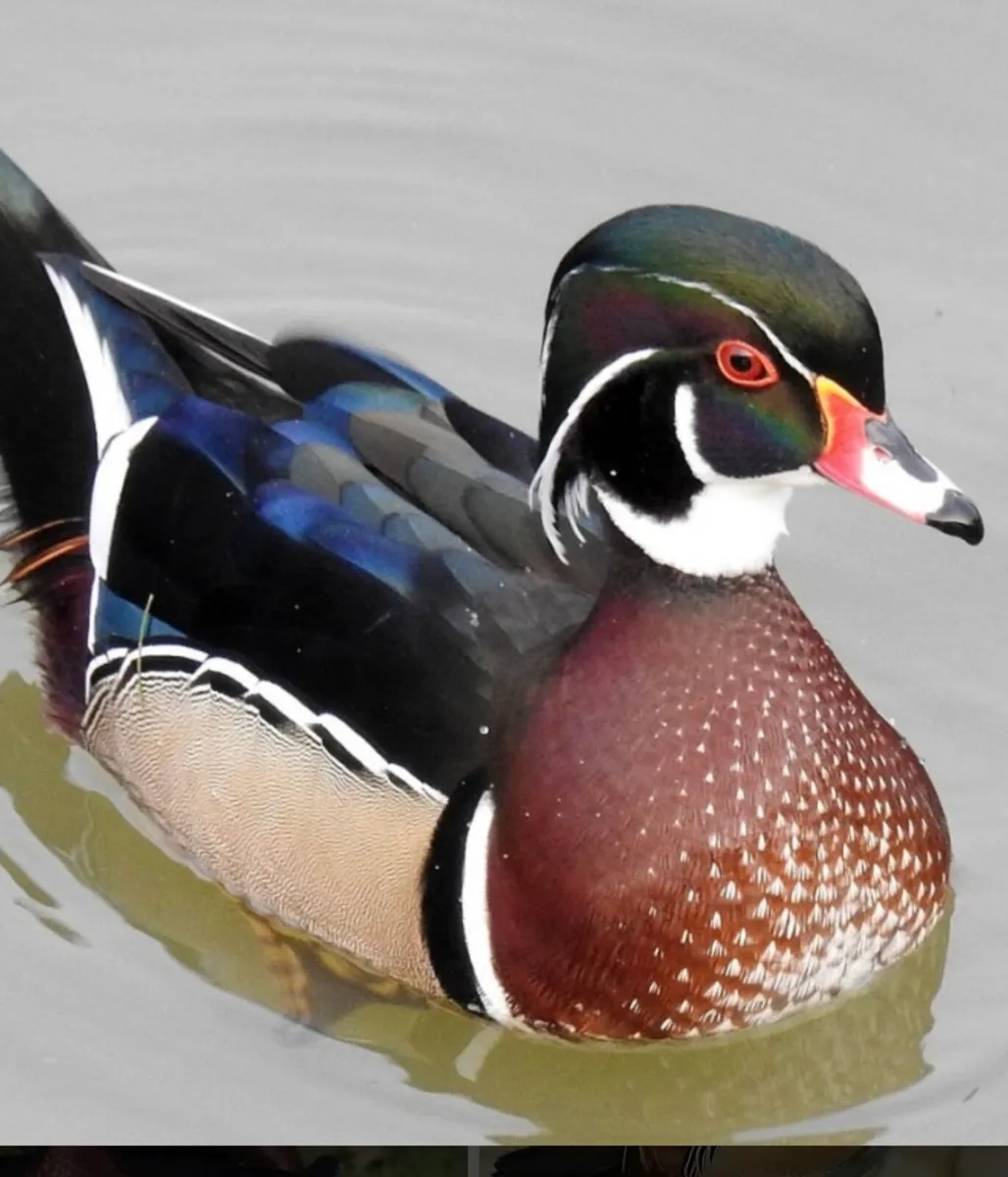 Mandarins - Image 2