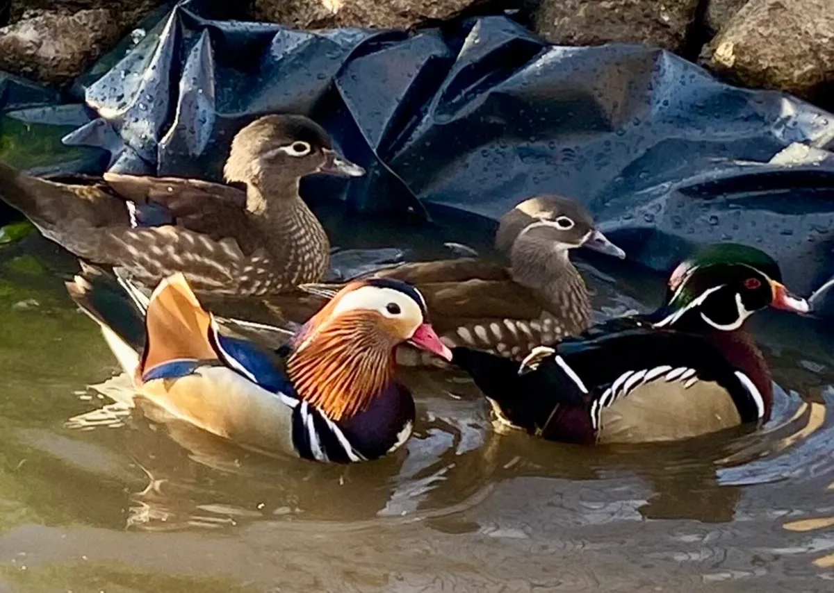 Mandarins - Image 3