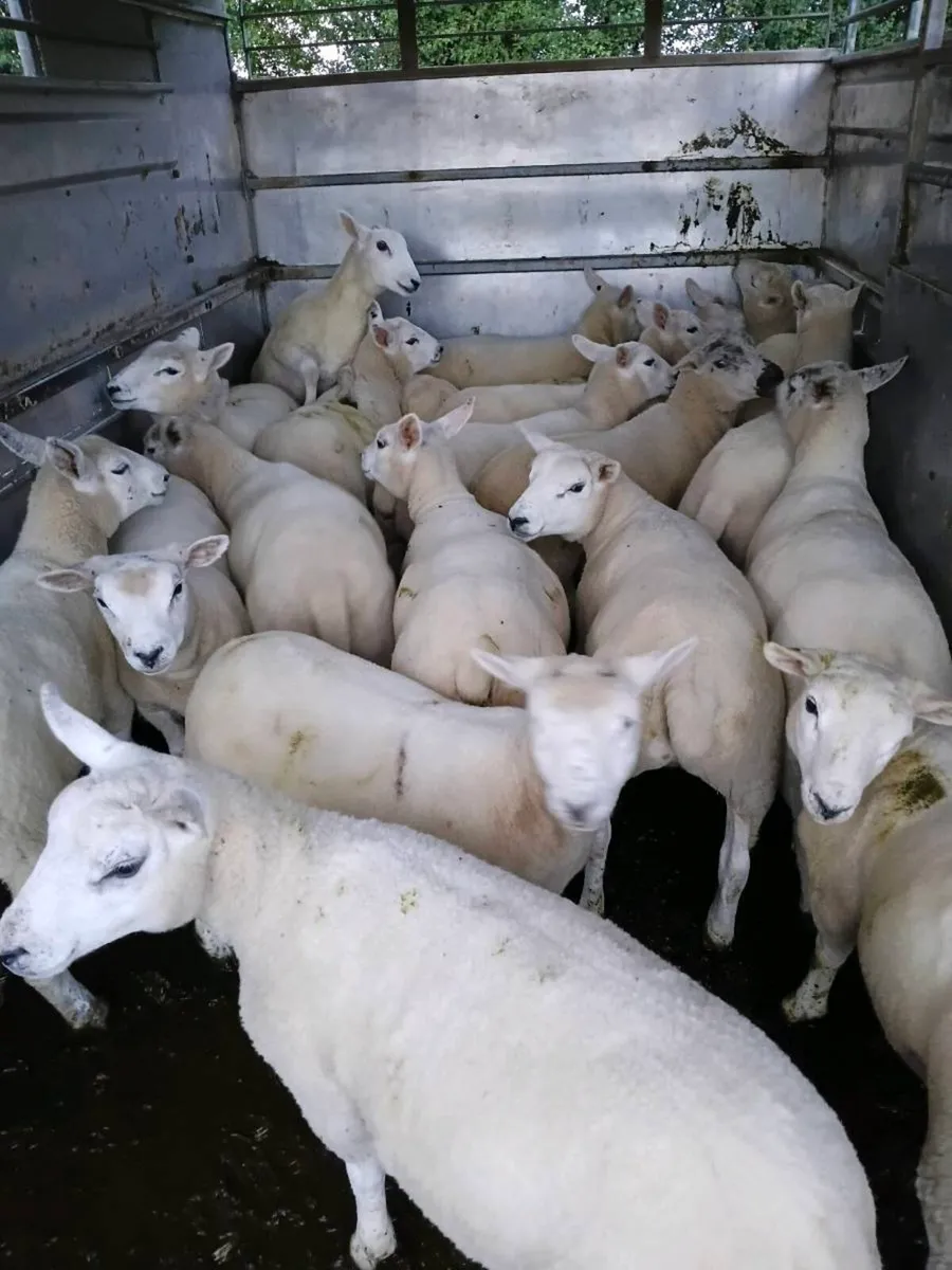 Ewe lambs - Image 1