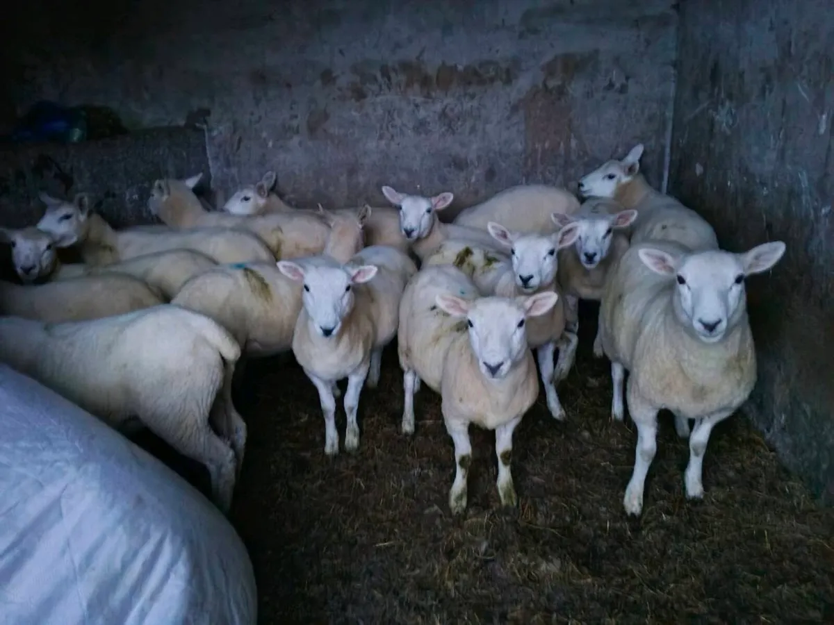 Ewe lambs - Image 2