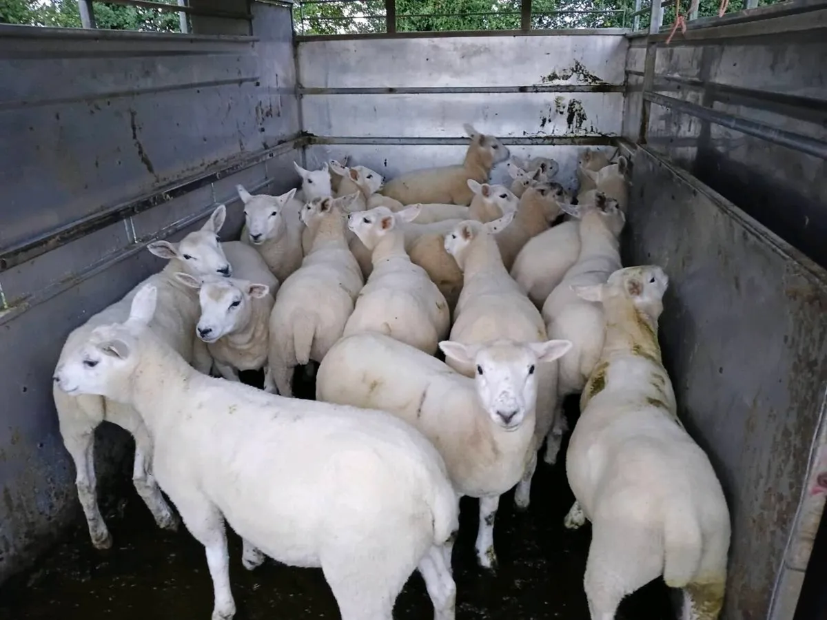 Ewe lambs - Image 3