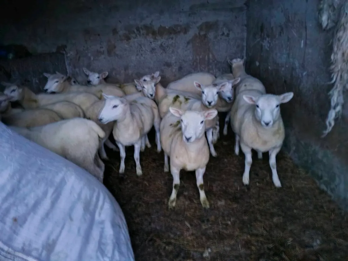Ewe lambs - Image 4