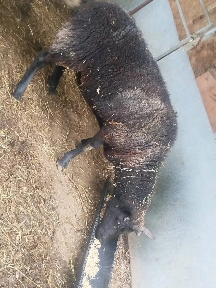 Third Crop  Breeding Ewe + hoggets - Image 2