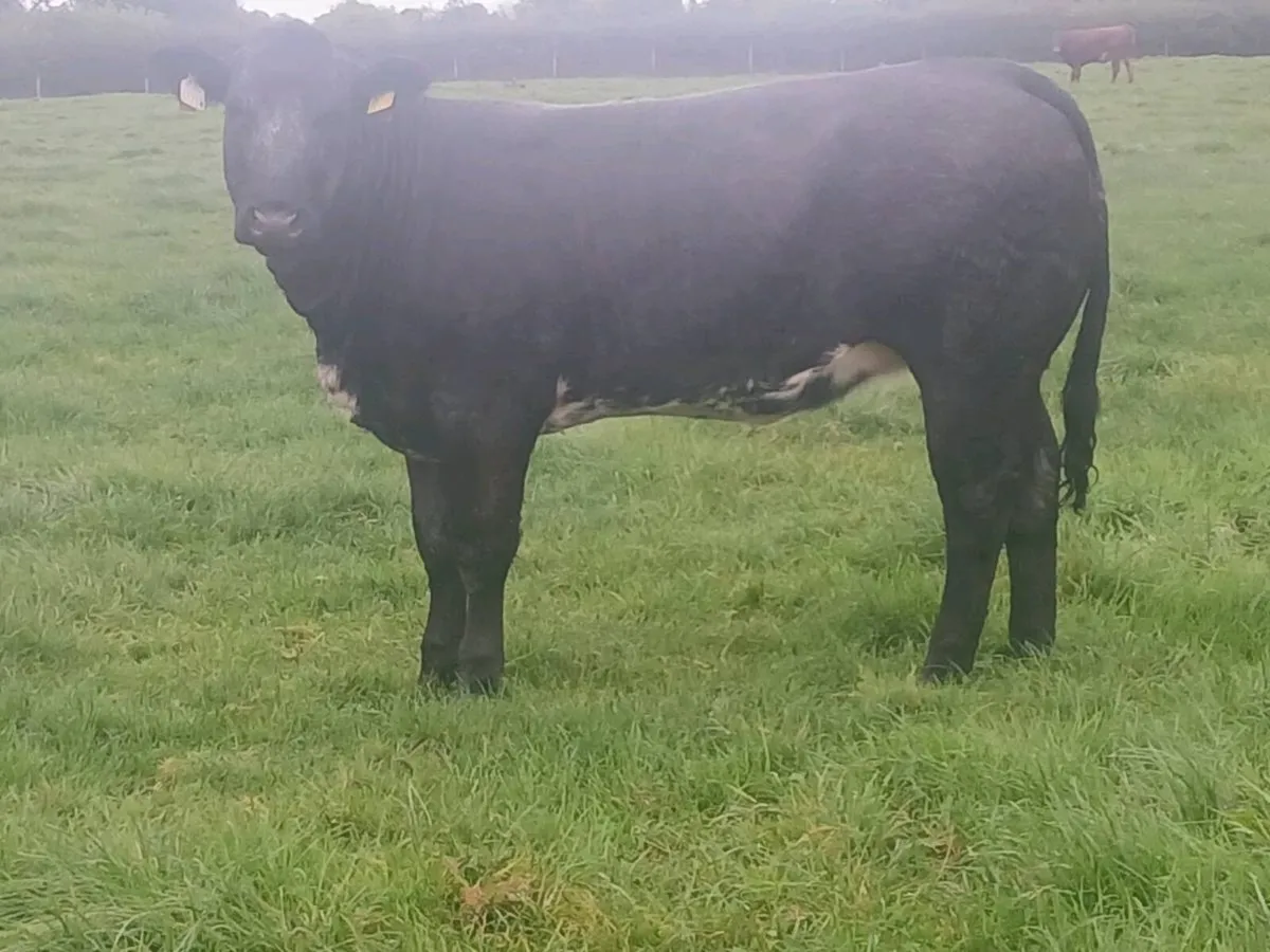1 Top Quality U grade 5 🌟 BBX Heifer for sale. - Image 3