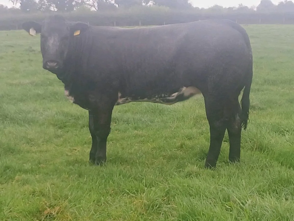 1 Top Quality U grade 5 🌟 BBX Heifer for sale. - Image 2