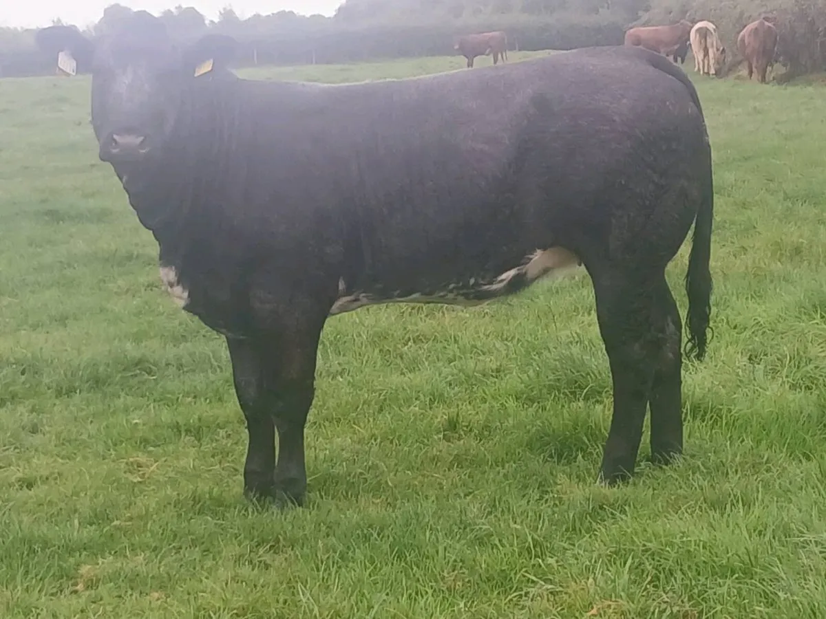 1 Top Quality U grade 5 🌟 BBX Heifer for sale. - Image 4