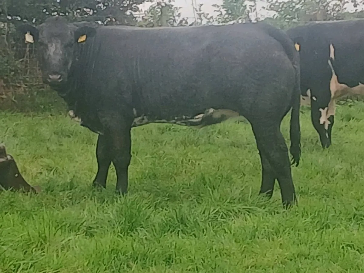 1 Top Quality U grade 5 🌟 BBX Heifer for sale. - Image 1