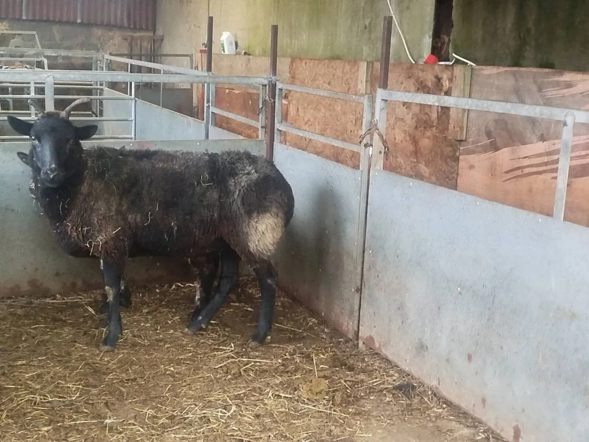 Third Crop  Breeding Ewe + hoggets - Image 1