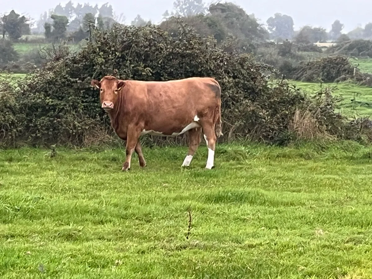 In calf heifers - Image 2
