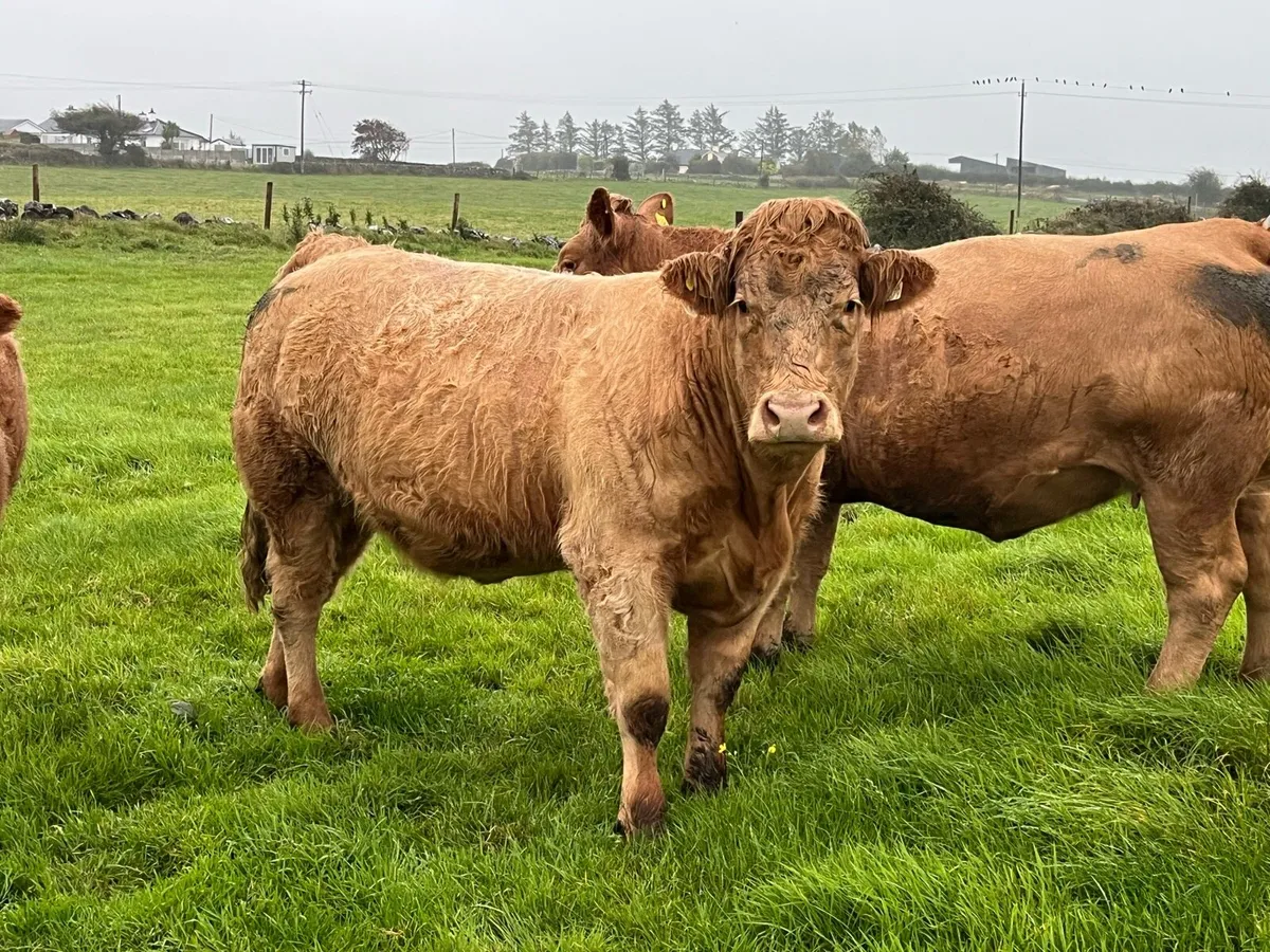 In calf heifers - Image 3