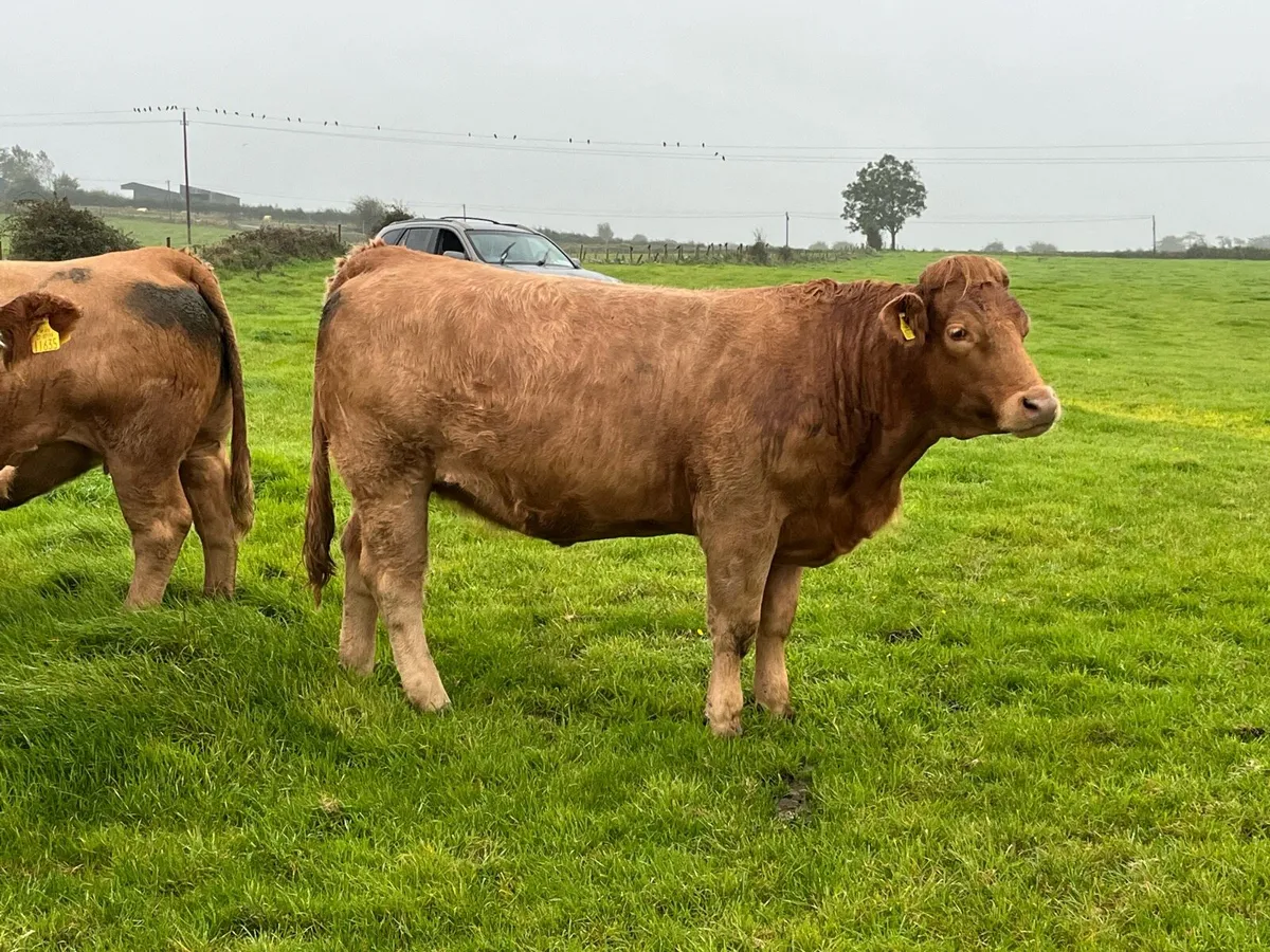 In calf heifers - Image 4