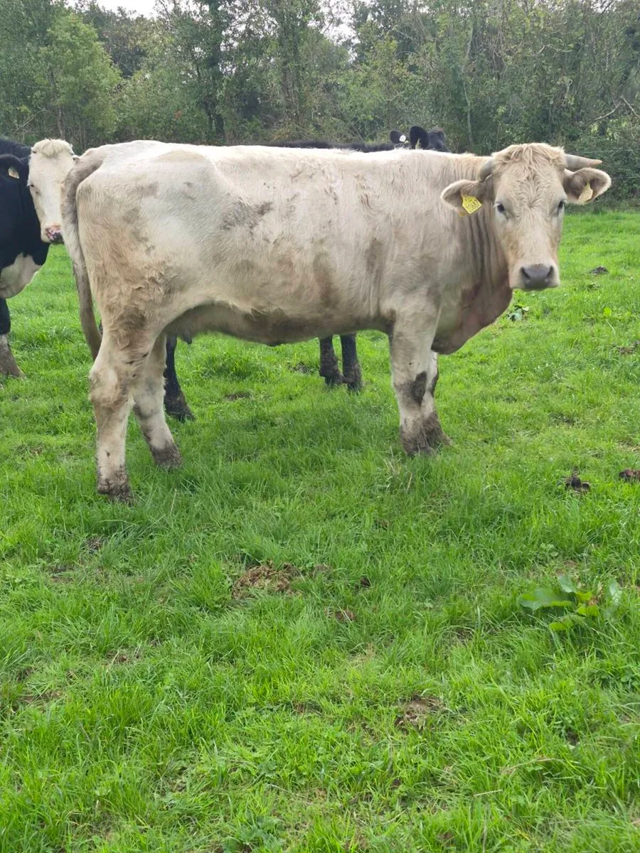Calving march Incalf cows - Image 1
