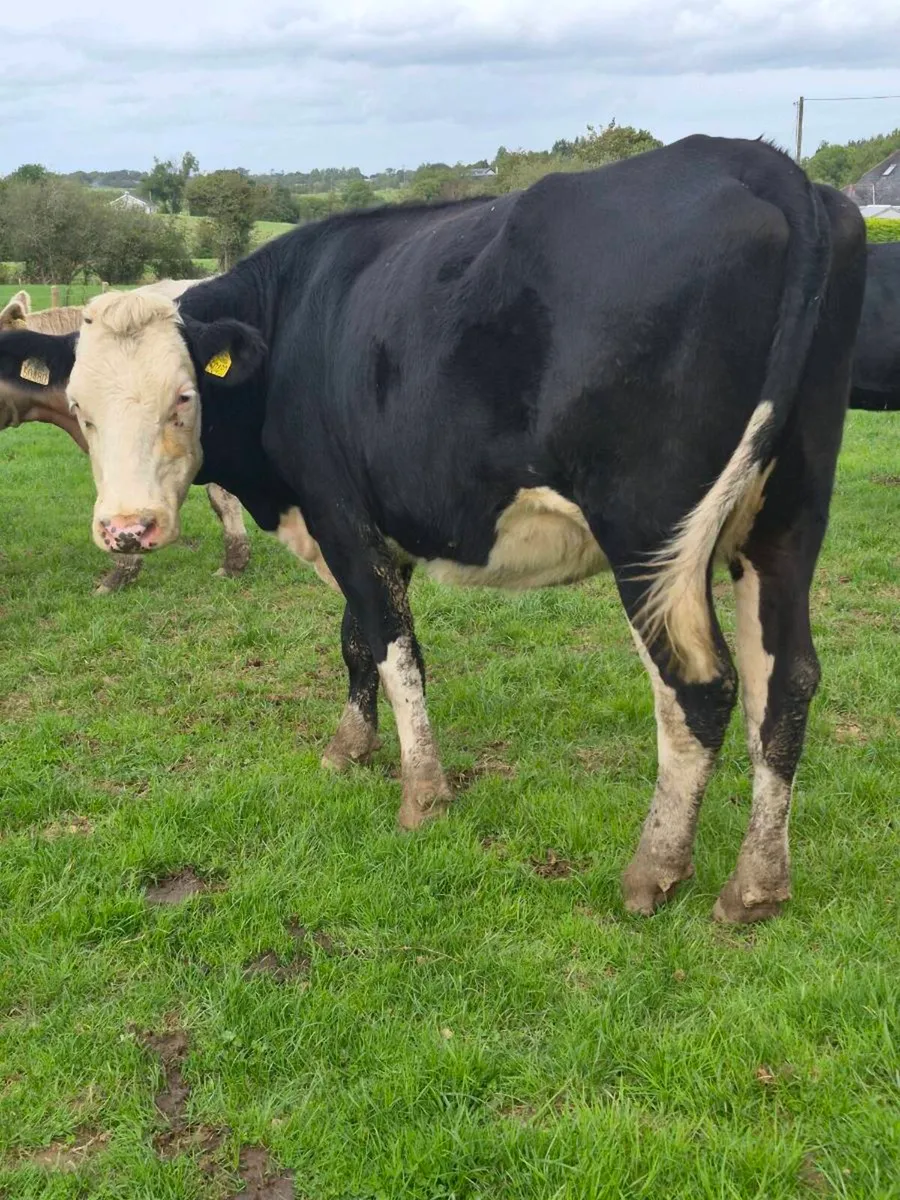 Calving march Incalf cows - Image 2