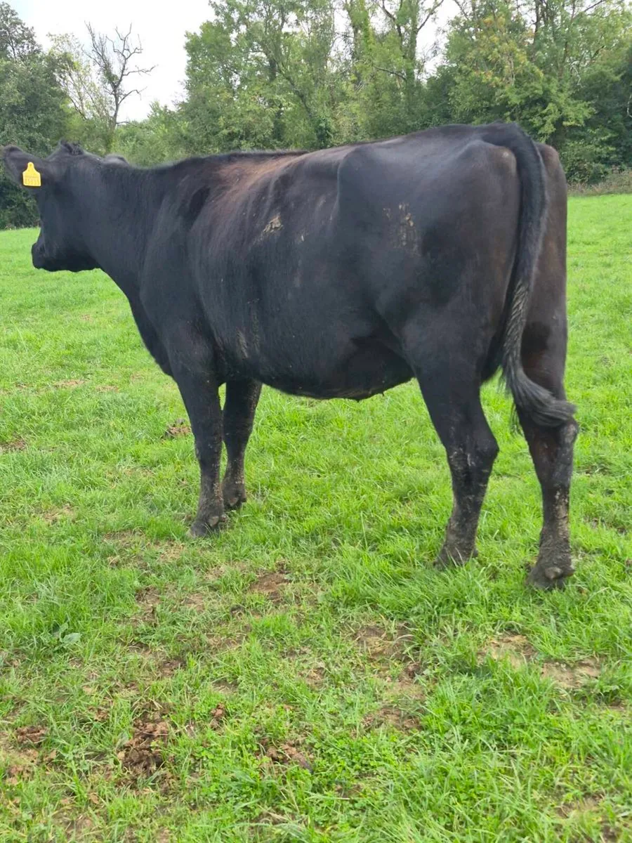 Calving march Incalf cows - Image 3